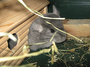 gray hamster